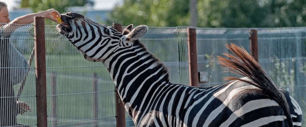 Minizoo Trakėnai